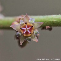Bridelia retusa (L.) A.Juss.